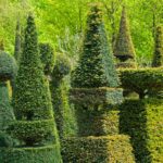 taxus baccata arte topiaria