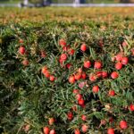 taxus baccata bacche rosse