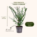 taxus baccata pianta in vendita