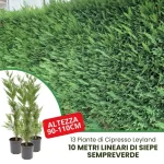 10 metri siepe cipresso leyland altezza 90-110cm