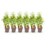 6 piante Carpinus betulus v17