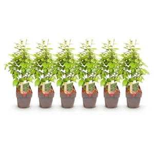 6 piante Carpinus betulus v17
