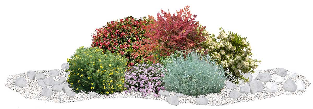 Aiuola a basso consumo idrico 1 piante