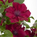 Clematis Boulevard Nubia fiore