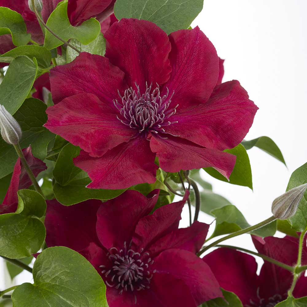 Clematis Boulevard Nubia fiore