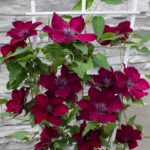 Clematis Boulevard Nubia fioritura