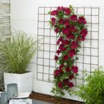 Clematis Boulevard Nubia rampicante