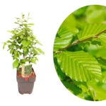 Carpinus betulus v17