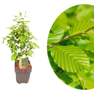 Carpinus betulus v17