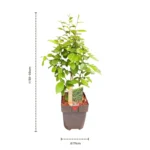Carpinus betulus v17 dimensioni pianta fornita