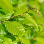 Carpinus betulus v17 foglie
