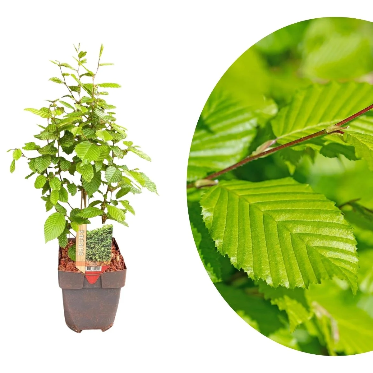 Carpinus betulus v17 Carpinus betulus v17