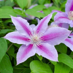 Clematide Dr Ruppel fiore