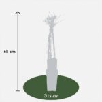 Clematis Alpina dimensione