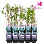 Clematis Alpina quantità