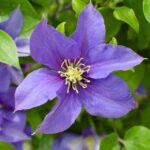 Clematis Boulevard Olympia fiore