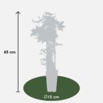 Clematis Boulevard Samaritan Jo dimensioni