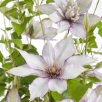 Clematis Boulevard Samaritan Jo fiore