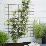 Clematis Boulevard Samaritan Jo fiore rampicante