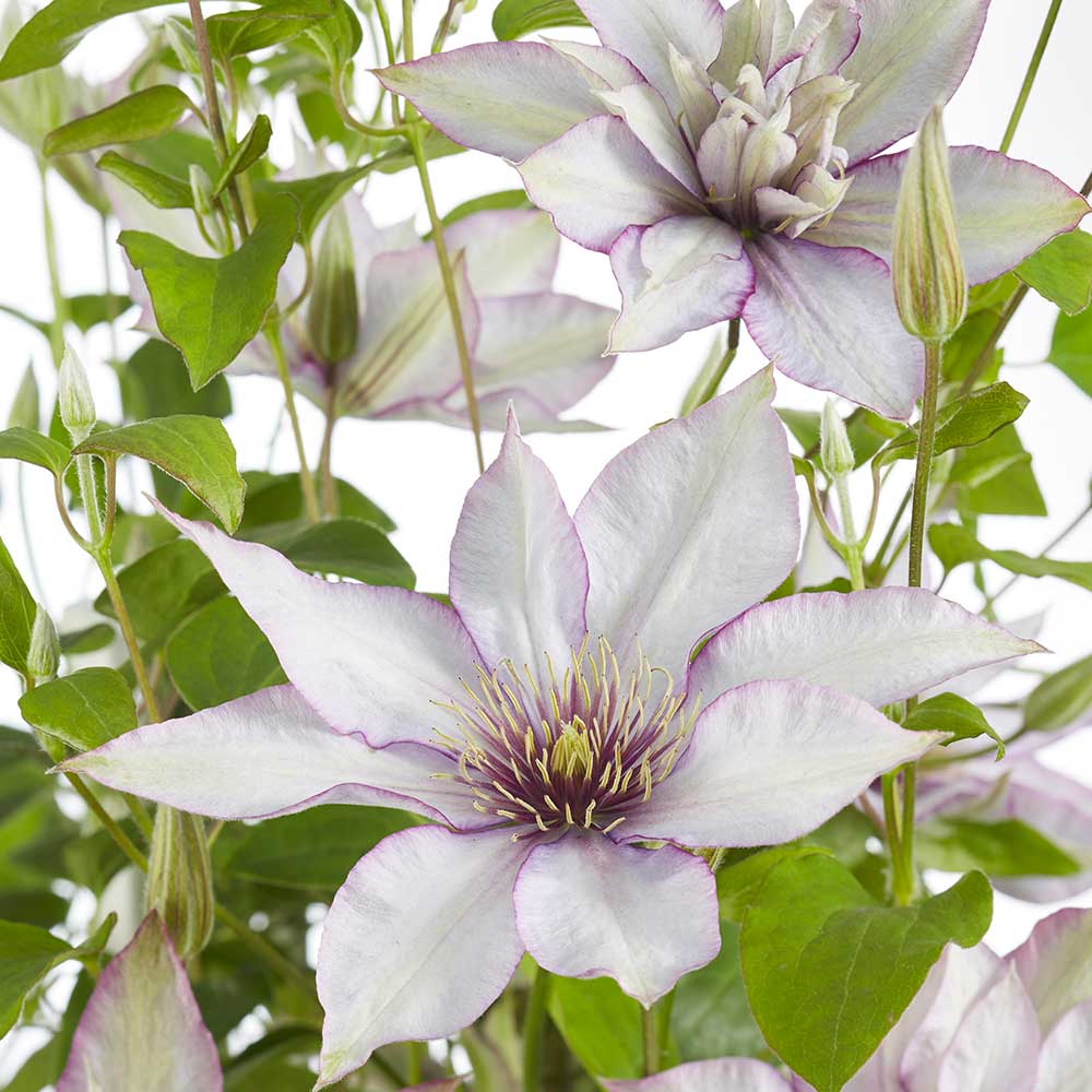 Clematis Boulevard Samaritan Jo fiore