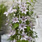 Clematis Boulevard Samaritan Jo fioritura
