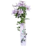 Clematis Boulevard Samaritan Jo vaso 15 pianta 2