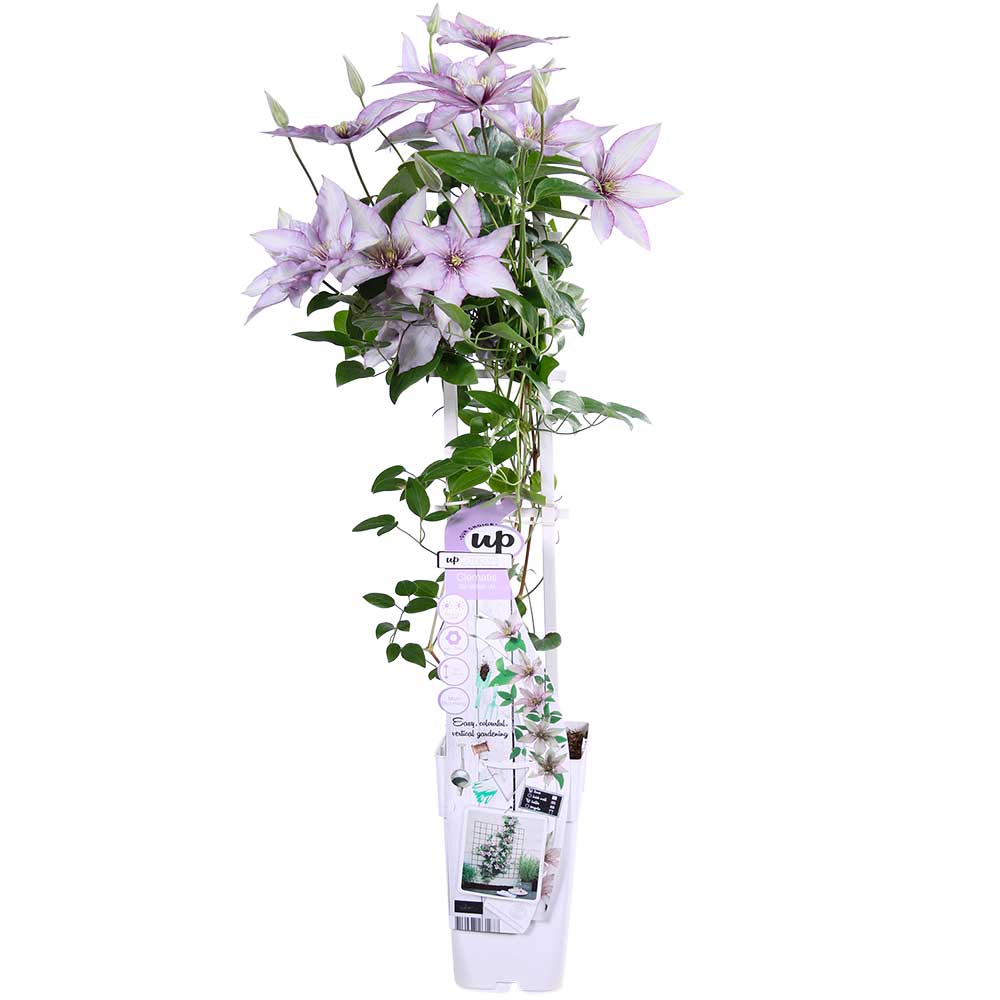 Clematis Boulevard Samaritan Jo vaso 15 pianta 2