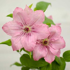 Clematis Boulevard Sarah Elizabeth fiore