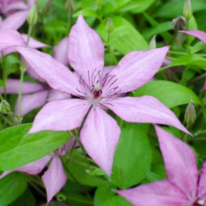 Clematis Garland Giselle fiore