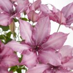 Clematis Garland Giselle fioritura