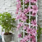 Clematis Garland Giselle rampicante