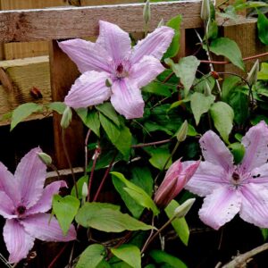 Clematis Hagley Hybrid dimensione fiore