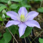 Clematis Justa fiore