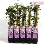 Clematis Justa quantità