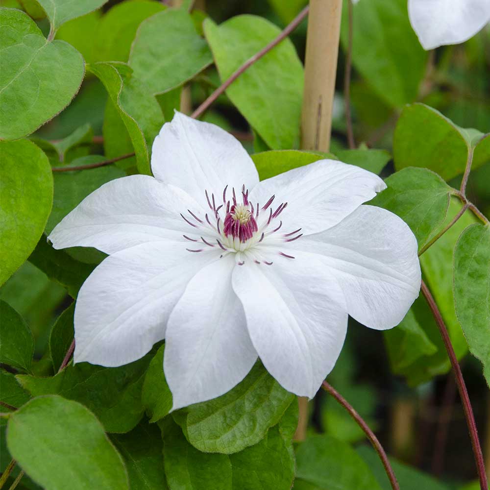 Clematis Miss Bateman fiore