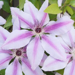 Clematis Nelly Moser fiore