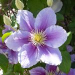 Clematis Piilu fiori