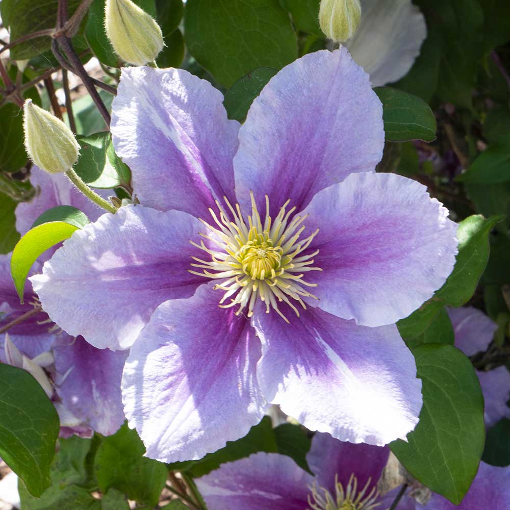 Clematis Piilu fiori