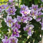 Clematis Piilu fioritura