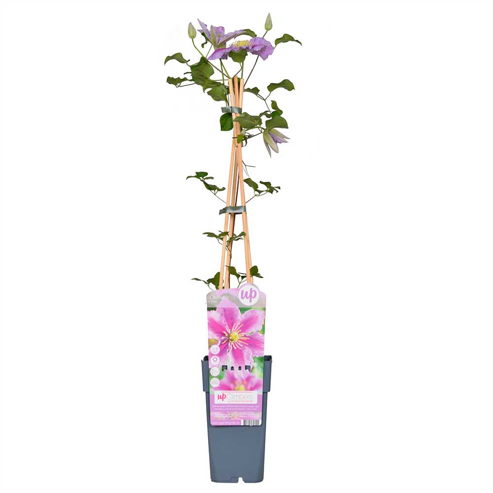 Clematis Piilu pianta