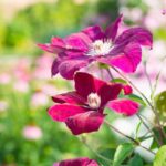 Clematis Rouge Cardinal fiori