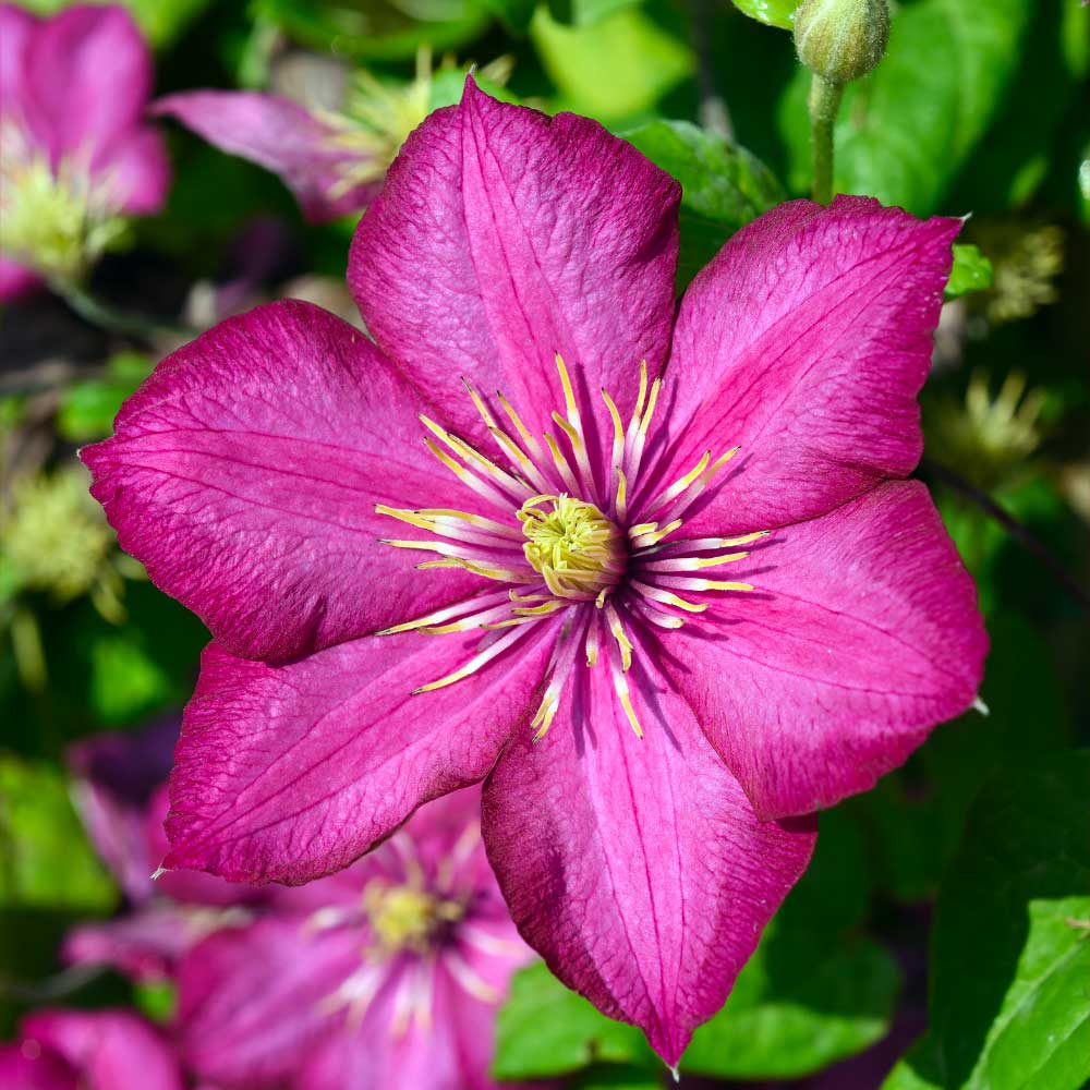 Clematis Ville de Lyon fiore