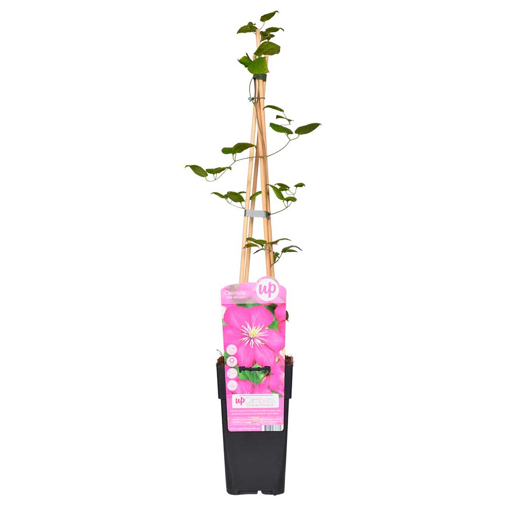 Clematis Ville de Lyon pianta