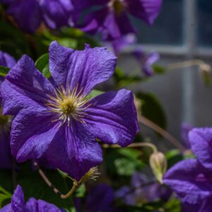 Clematis Viticella 'Polish Spirit' fiore viola