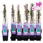 Clematis Viticella 'Polish Spirit' fiore