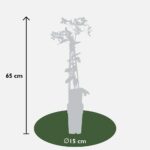 Clematis armandii 'Apple Blossom' dimensioni