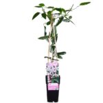 Clematis armandii 'Apple Blossom' pianta