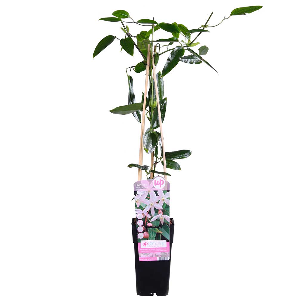 Clematis armandii 'Apple Blossom' pianta