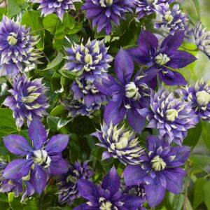 Clematis florida 'Taiga' fiore