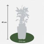 Dimensioni pianta Mini Kiwi autofertile Actinidia arguta issai